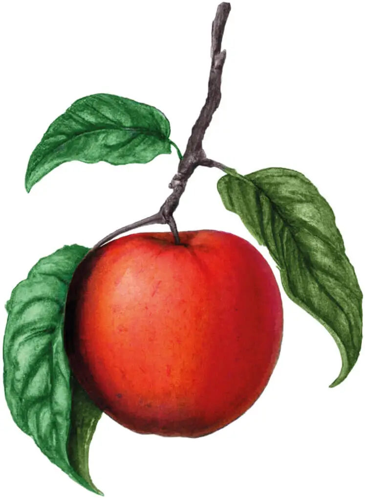 Mona-Wingerter-portfolio-grafiker-grafikdesign-freelance-art-director-monsheim-wachenheim-saft-fruchtsaft-Gaumenwaide-Augenwaide-ai-aiart-etikettendesign-packagingdesign-fruit-apple