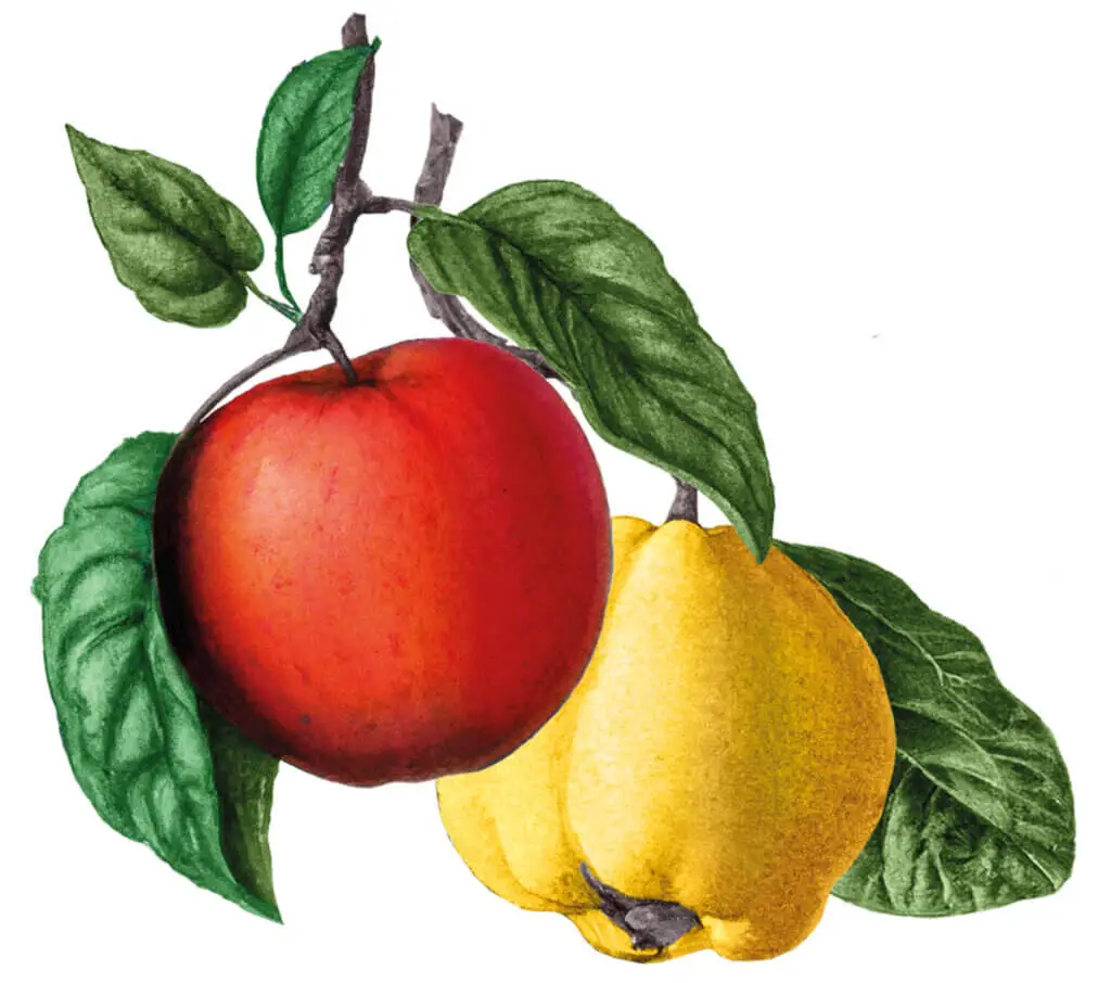 Mona-Wingerter-portfolio-grafiker-grafikdesign-freelance-art-director-monsheim-wachenheim-saft-fruchtsaft-Gaumenwaide-Augenwaide-ai-aiart-etikettendesign-packagingdesign-fruit-apple-quince